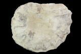 Cut/Polished Calycoceras Ammonite (Half) - Texas #93542-1